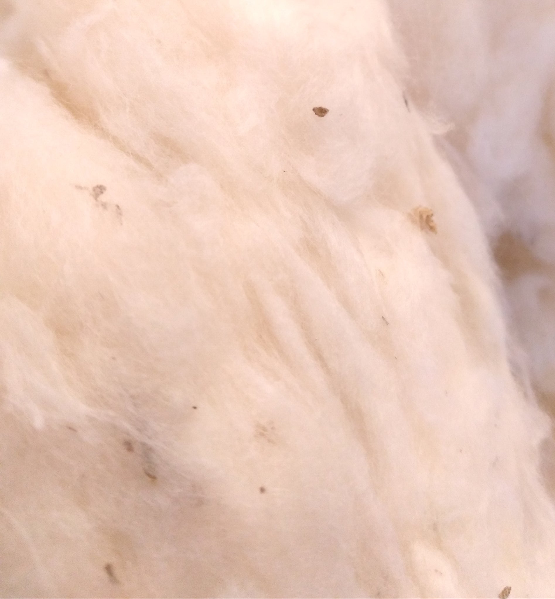 Cotton - Raw/Unprocessed